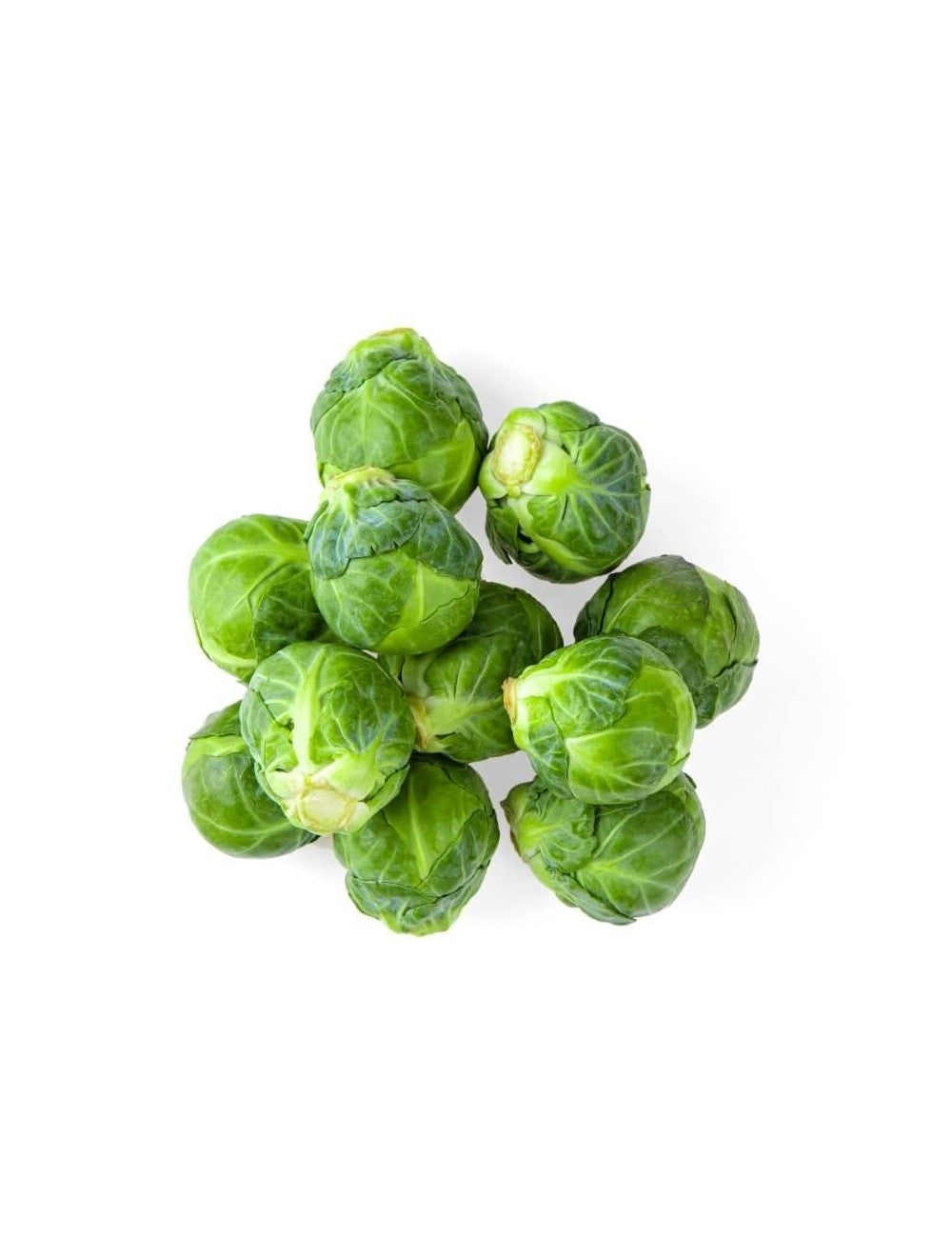Brucelas